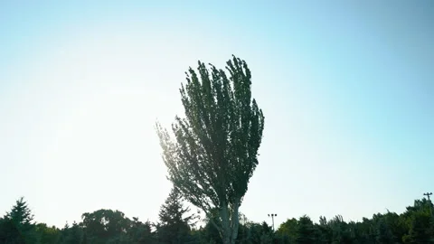 Looking up trees blowing in the wind with blue sky. Azure sky and green tree Stock Footage 201297124