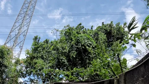 Looking up trees blowing in the wind with blue sky Stock Footage 228870663
