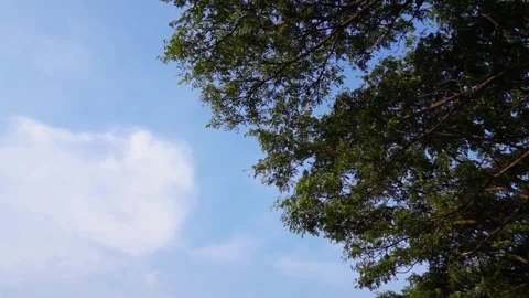 Looking up trees blowing in the wind with blue sky Stock Footage 264052236