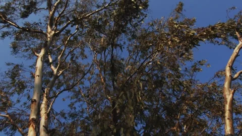 Looking up trees blowing in the wind with blue sky. Azure sky and bright cloud Stock Footage 270233397
