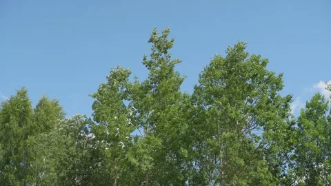 Looking up trees blowing in the wind with blue sky. Stock Footage 340164493