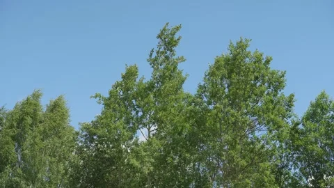 Looking up trees blowing in the wind with blue sky. Stock Footage 340164554