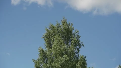 Looking up trees blowing in the wind with blue sky. Stock Footage 340164656