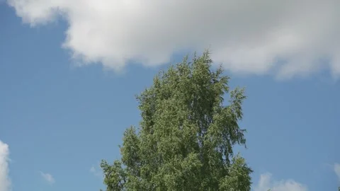 Looking up trees blowing in the wind with blue sky. Stock Footage 340164676