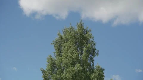 Looking up trees blowing in the wind with blue sky. Stock Footage 340164714