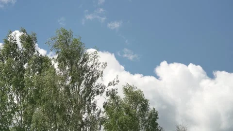 Looking up trees blowing in the wind with blue sky. Stock Footage 340164799