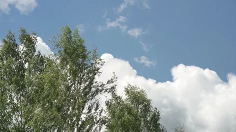 Looking up trees blowing in the wind with blue sky. Vídeo Stock 340164844