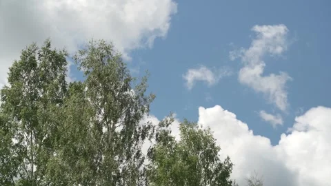 Looking up trees blowing in the wind with blue sky. Stock Footage 340164850