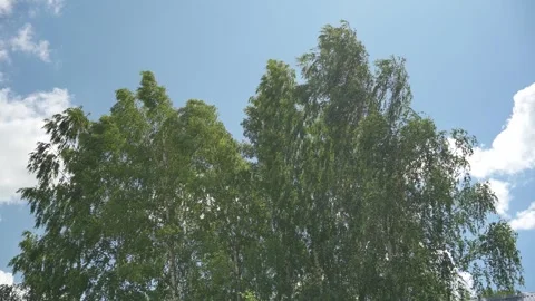 Looking up trees blowing in the wind with blue sky. Stock Footage 340164925