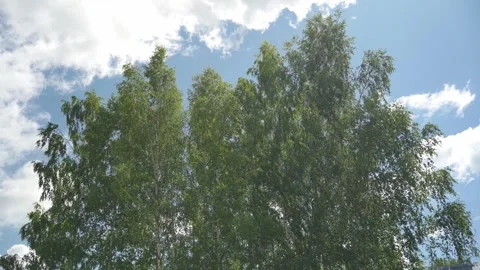 Looking up trees blowing in the wind with blue sky. Stock Footage 340164949