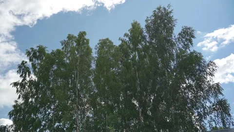 Looking up trees blowing in the wind with blue sky. Stock Footage 340164964