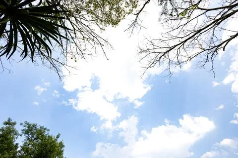 Looking Up Trees Blowing In The Wind With Blue Sky Stock Photos