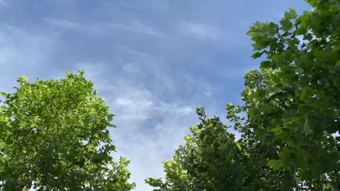 Looking up at trees with blue sky and white clouds in summer Stock Footage 293653720