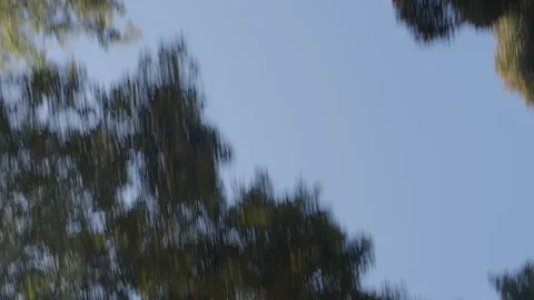 Looking up at trees with blue sky behind while driving in California Stock Footage 219702990