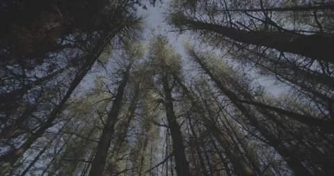 Looking at trees, blue sky, VLOG, 24fps, 4k Stock Footage 277230022