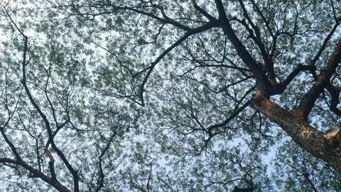 Looking up Trees Branches and leaves. Stock Footage 304492460