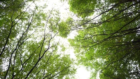 Looking up the trees in circular motion Stock Footage 97719288