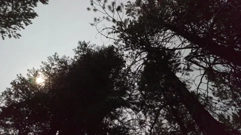 Looking Up At Trees Cloudy 02 UHD Stock Footage 178729724