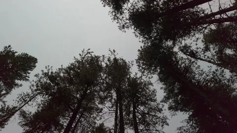 Looking Up At Trees Cloudy 03 UHD Stock Footage 178731020