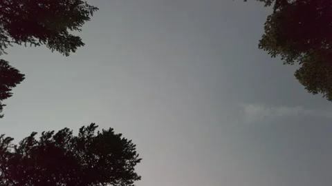Looking Up At Trees Cloudy 04 UHD Stock Footage 177038212