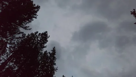 Looking Up At Trees Cloudy UHD Stock Footage 178497491