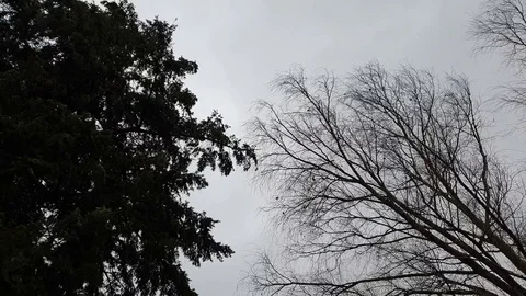 Looking up at trees during strong winds in country side of France, Europe Stock Footage 126395040