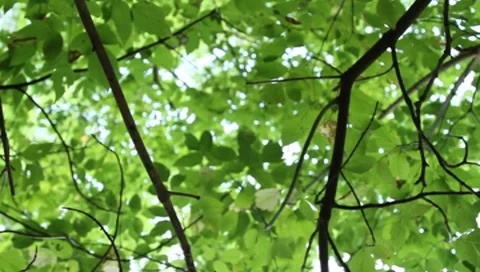 Looking up at the trees - focus roll 動画素材 8656908