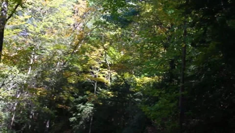 Looking at the trees Stock Footage 8830926