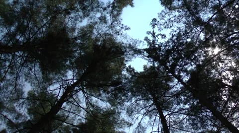 Looking up to the trees Vídeos de archivo 49902620