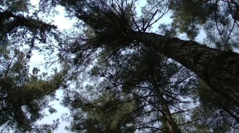 Looking up to the trees. Vídeos de archivo 49902621
