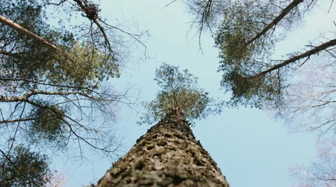 Looking up trees Stock Footage 68952581