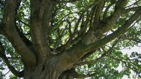 Looking up at trees Video stock 130588403