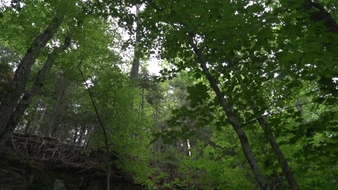 Looking up at trees Stock Footage 171340226