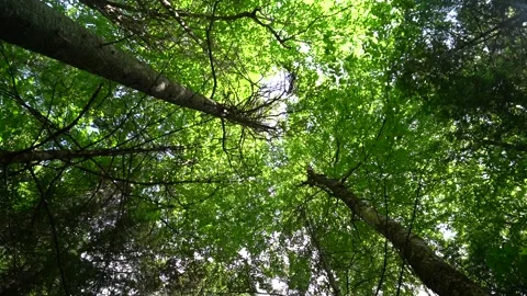 Looking up into the trees Stockbeeldmateriaal 171343233