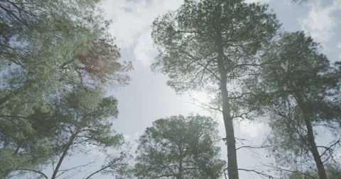 Looking into the Trees Stock Footage 203905619