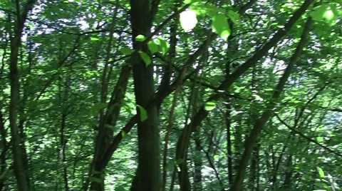 Looking on the trees of the forest green young 59a Video stock 58287285