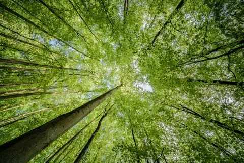 Looking up at the trees in a forest with the sun shining through the leaves.. Stock Photos