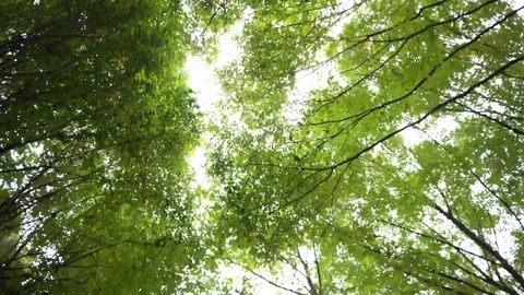 Looking up the trees at a forest while walking Video stock 97715252