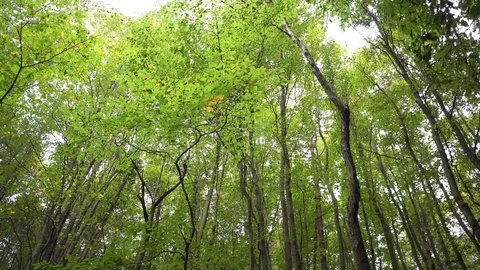 Looking up the trees at a forest while walking Video stock 97718792