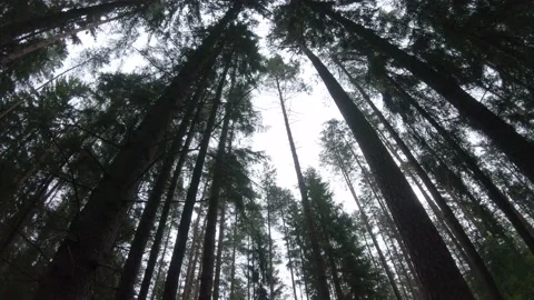 Looking up at the trees in a forest wide angle 4k60fps Stock Footage 135833710