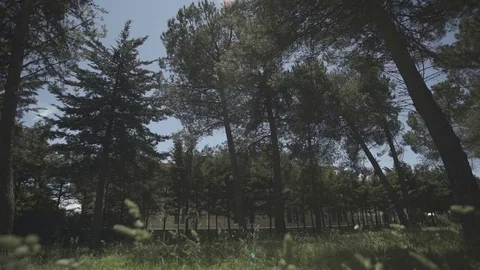 Looking up at the trees from grass on a sunny summer day Stock Footage 71394892