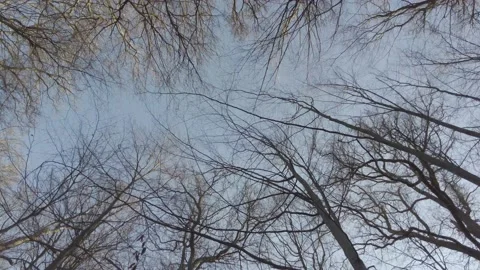 Looking up at trees in a leafless forest Stock Footage 169109199