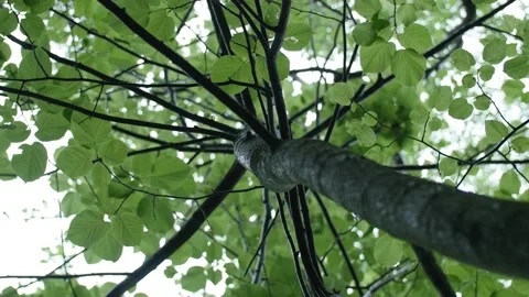 Looking up into Trees (Leaves Swaying in the Wind) Stock Footage 196891273
