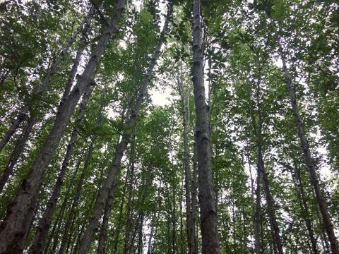 Looking up at trees in nature forest Stock Photos
