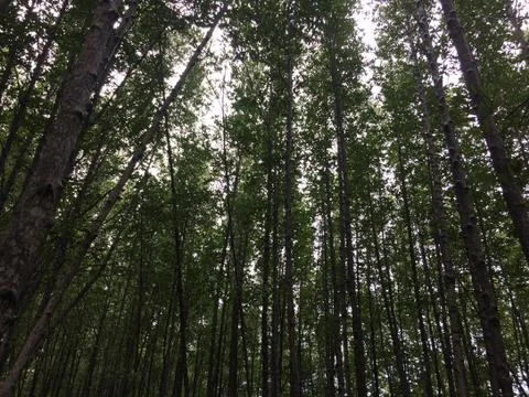 Looking up at trees in nature forest Stock Photos