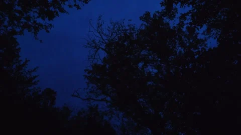 LOOKING UP AT TREES AT NIGHT 스톡 동영상 253909848