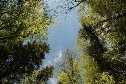 Looking up into the trees Stock Photos