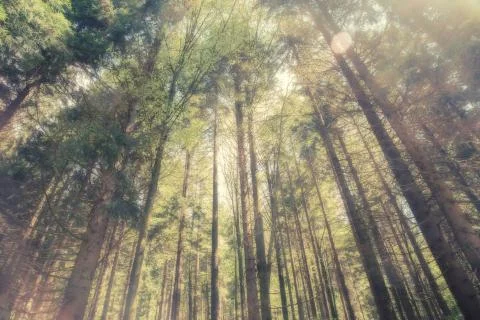 Looking up into the trees Stock-Fotos