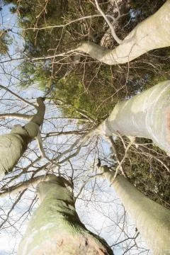Looking up into the trees Stock Photos