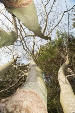 Looking up into the trees Foto stock